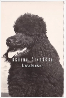 Pes ČERNÝ PUDL KRÁLOVSKÝ