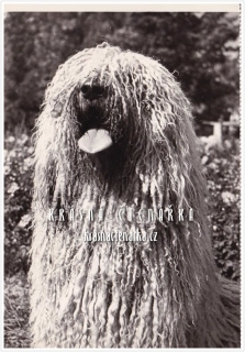 Pes KOMONDOR 