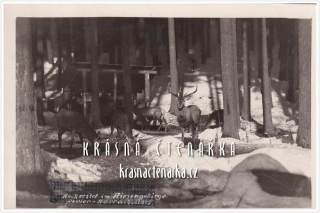HARRACHOV, Vysoká zvěř v Krkonoších