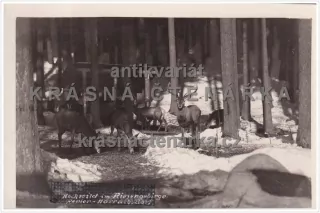 HARRACHOV (vysoká zvěř v Krkonoších)